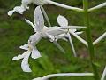 White Crane Orchid